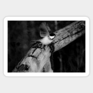 Chickadee taking flight in black and white. Sticker